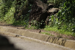 Junco phaeonotus
