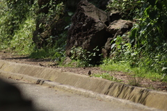 Junco phaeonotus
