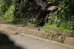 Junco phaeonotus