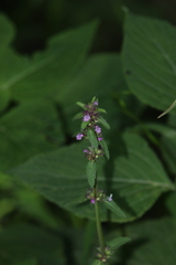 Stachys agraria