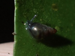 Assimineidae
