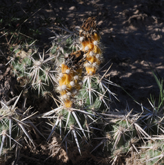 Grusonia clavata