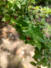 Fuchsia