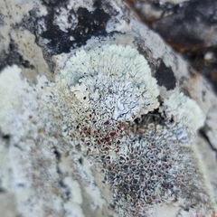 Protoparmeliopsis muralis