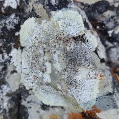 Protoparmeliopsis muralis