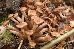 Armillaria borealis