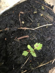 Betonica officinalis