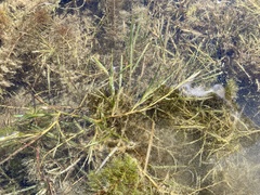 Potamogeton zosteriformis