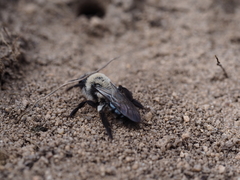 Melandrena