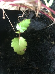 Betonica officinalis