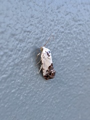Ponometia candefacta