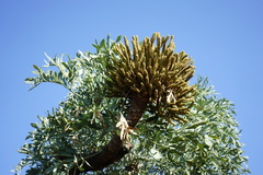 Cussonia paniculata sinuata