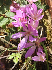 Colchicum