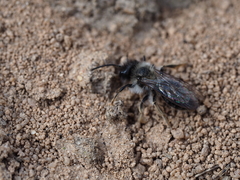 Melandrena