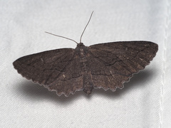 Aethaloida packardaria