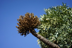 Cussonia paniculata sinuata