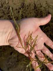 Potamogeton zosteriformis