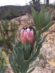 Protea laurifolia