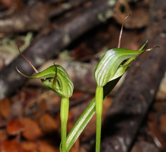 Pterostylis agathicola