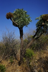 Cussonia paniculata sinuata
