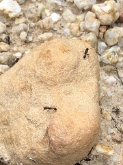 Tetramorium sericeiventre