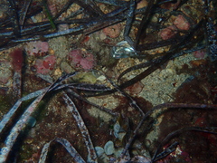 Haliotis tuberculata