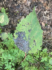 Populus grandidentata