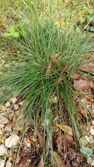 Festuca rubra