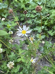 Tripleurospermum