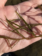 Potamogeton zosteriformis