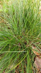 Festuca rubra