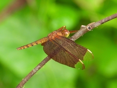 Neurothemis fulvia