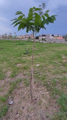 Swietenia macrophylla