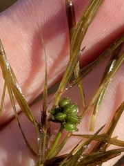 Potamogeton foliosus