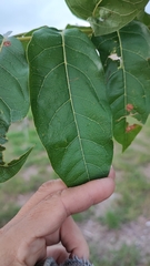 Swietenia macrophylla