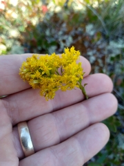 Solidago uliginosa