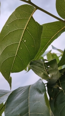 Swietenia macrophylla