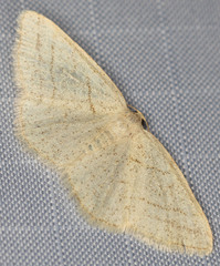 Protitame subalbaria