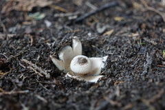 Geastrum striatum