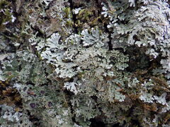 Physconia enteroxantha