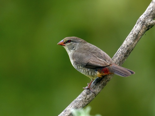 Orange-breasted Waxbill (Amandava subflava), photo 9