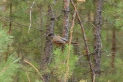 Perisoreus infaustus