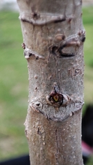 Swietenia macrophylla