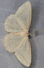 Protitame subalbaria