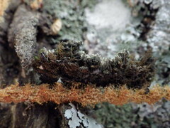 Physconia enteroxantha