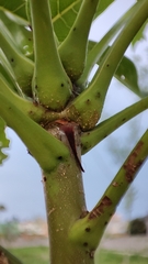 Swietenia macrophylla