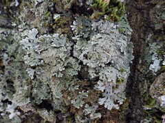 Physconia enteroxantha