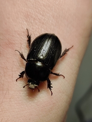 Xyloryctes jamaicensis