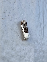 Ponometia candefacta