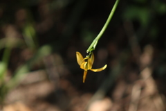 Echeandia flavescens